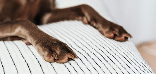 protection coussinet chien ete