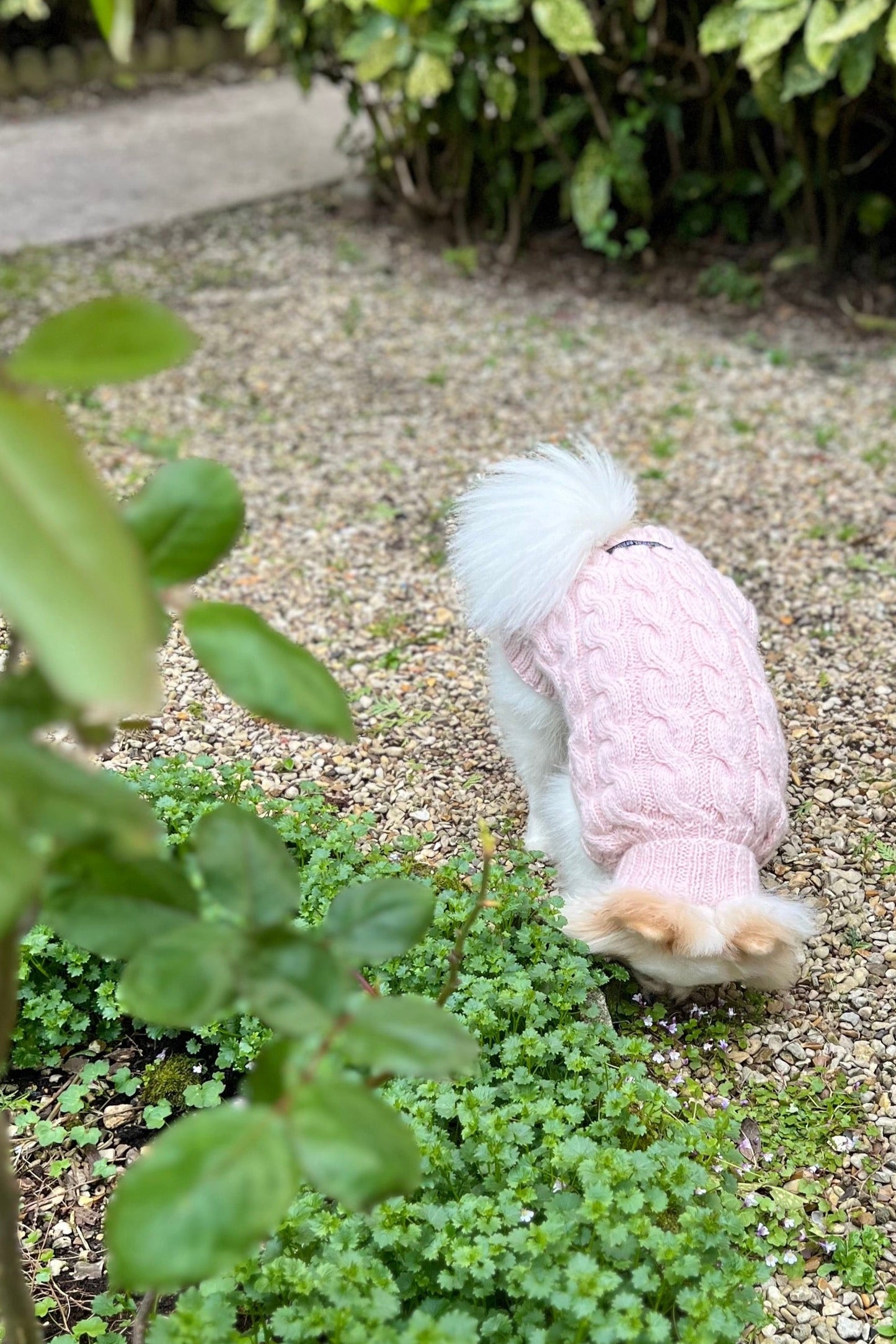 Pull pour chien paris