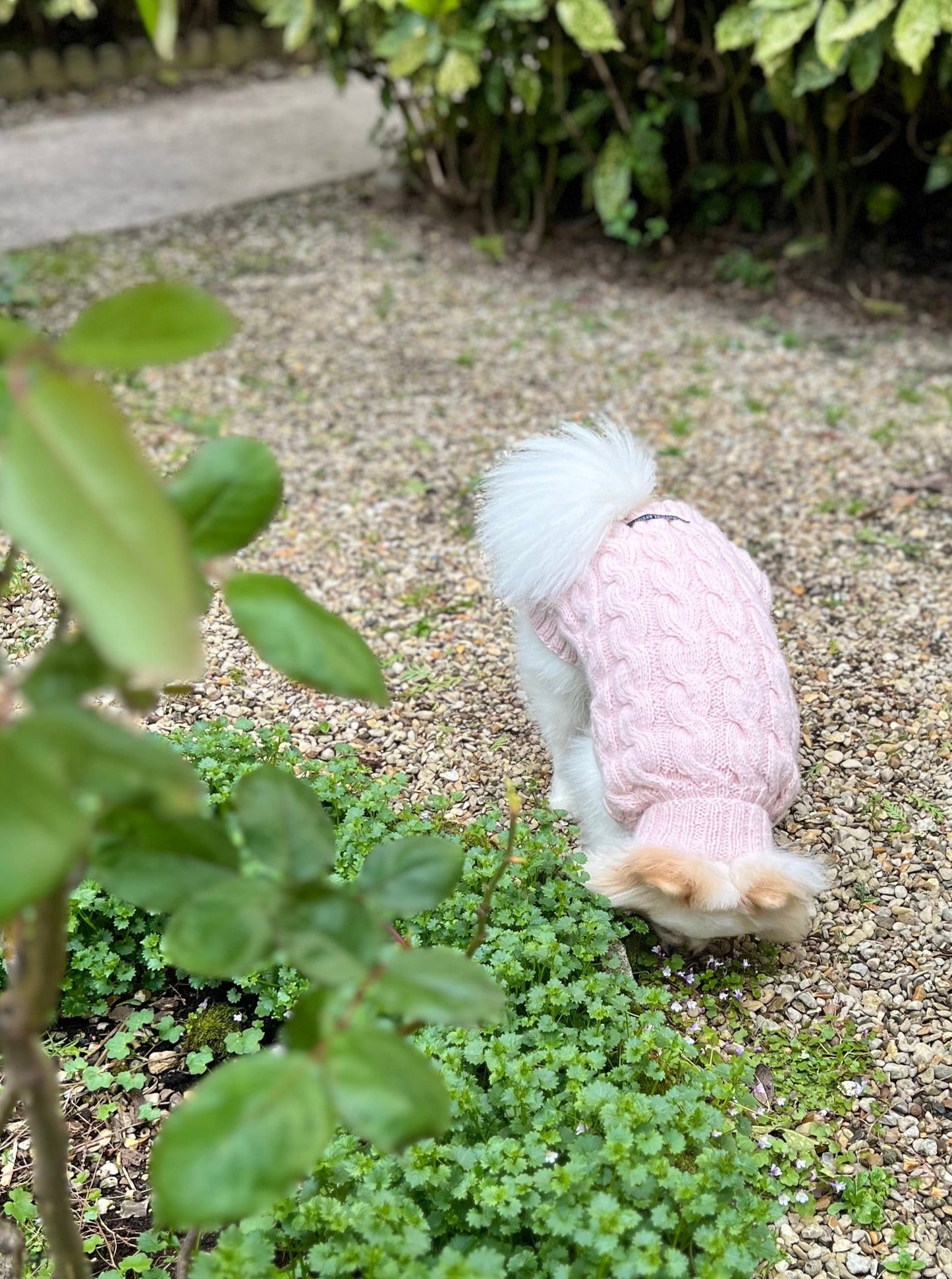 Pull pour chien paris