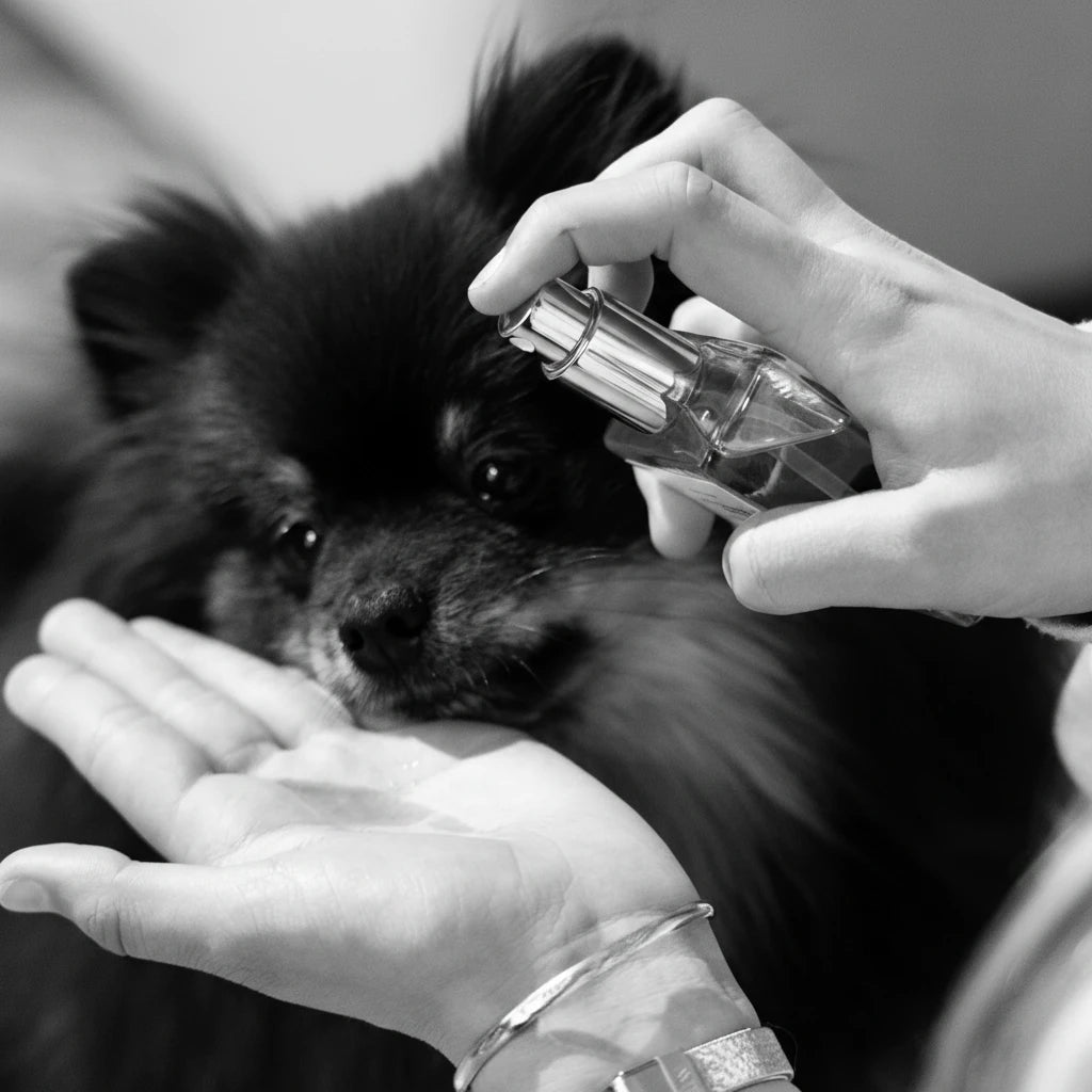 Person holding a dropper with a liquid over a small black dog.