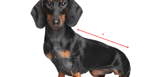 How to Measure Your Dog for a Sweater or Coat