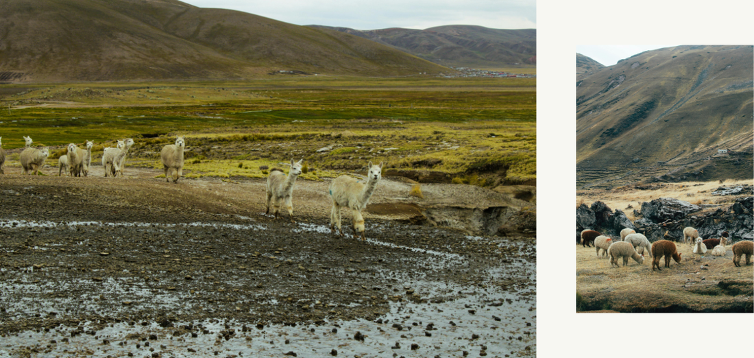 Baby Alpaca vs Cashmere vs Merino: The Honest Comparison