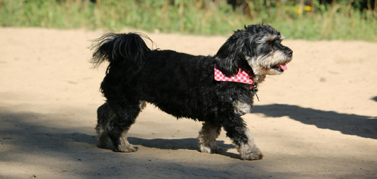 How to Keep Pet cool in Summer: Pet Summer Safety Tips