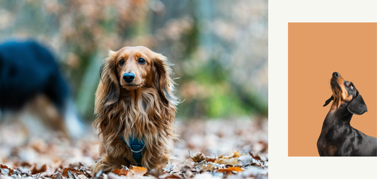 The Complete Guide to Dachshund Clothing