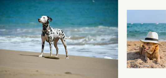 Dressing Your Dog in Summer: What Actually Protects (and What Makes It Worse)