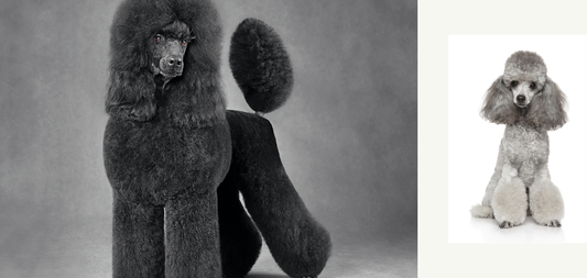 The Poodle Wardrobe: Dressing a Dog That Carries Clothes Well