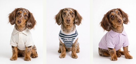 Dressing a Dachshund: What Actually Fits a Long Dog