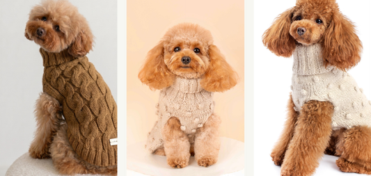 Why Baby Alpaca for Dogs
