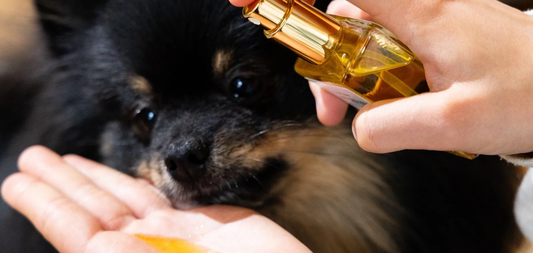 Hydration, Cleansing, Repair, Prevention: How to Choose Your Dog's Care Routine