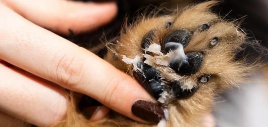 A Grooming Routine for Dogs with Sensitive Skin