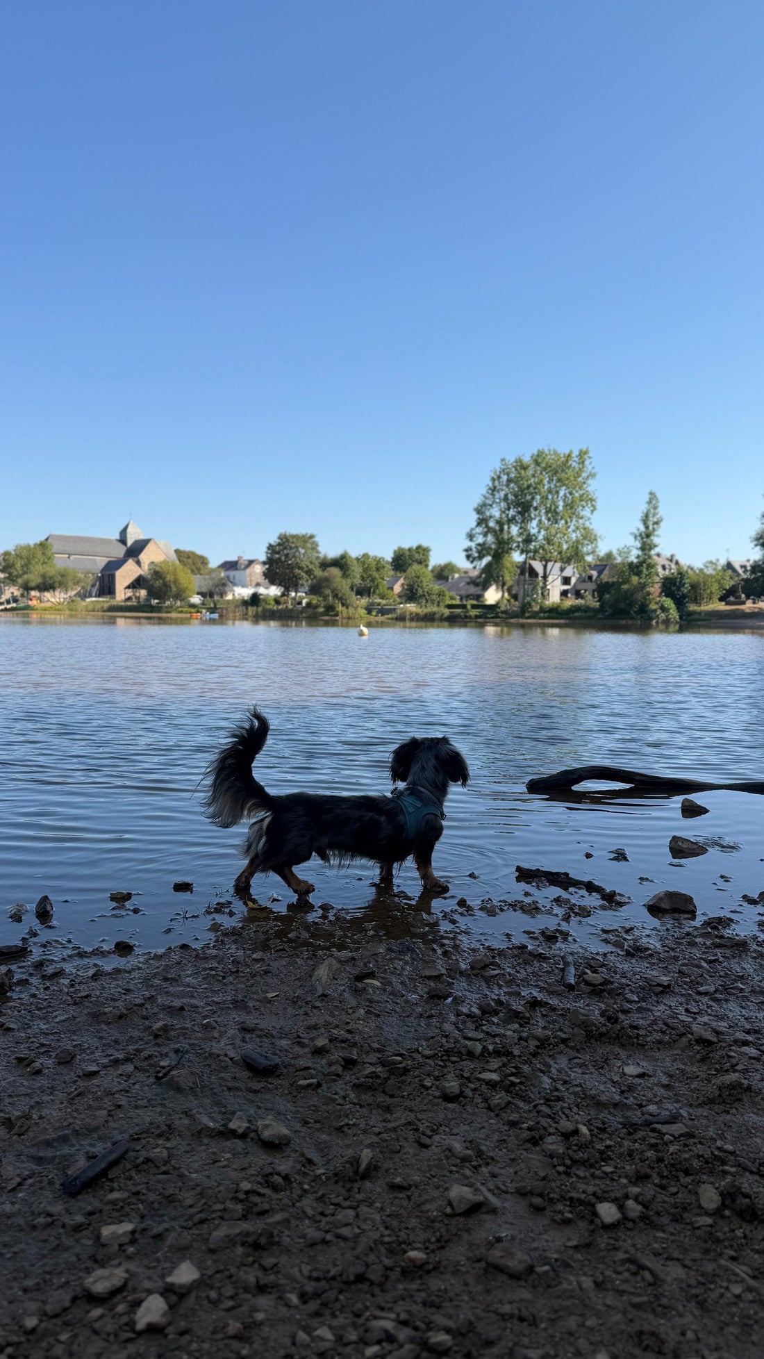A Weekend in Bretagne with Your Dog — What to Know Before You Go