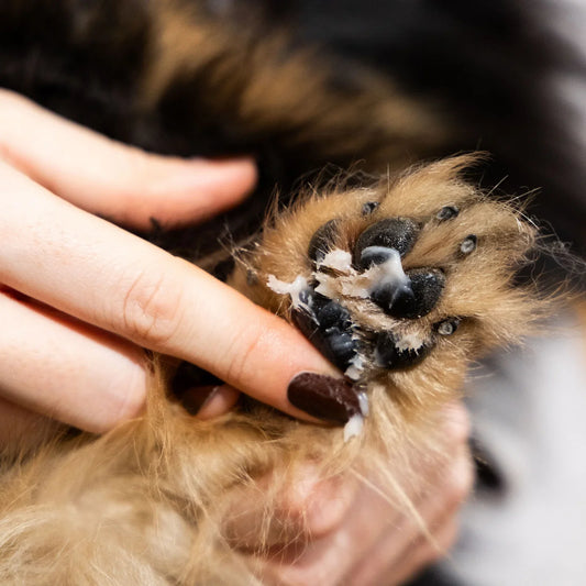 Why Nobody Tells You to Stop Washing Your Dog's Paws With Shampoo