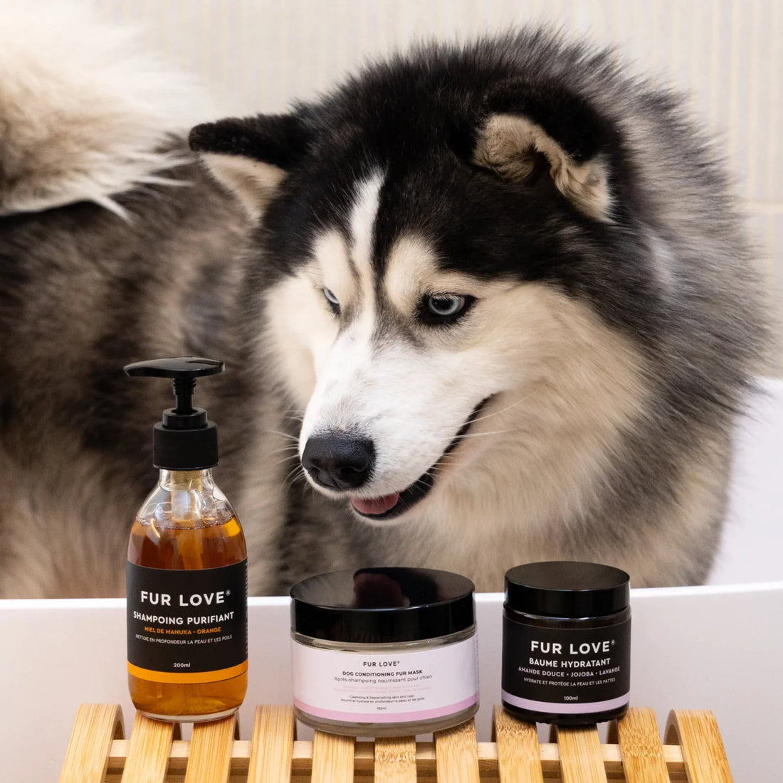 How Many Times a Month Should I Actually Wash My Dog?