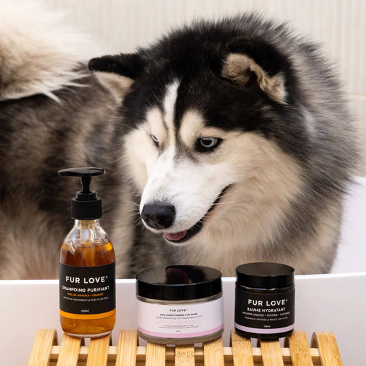 How Many Times a Month Should I Actually Wash My Dog?