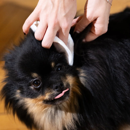Everyone Sells Hypoallergenic. How Do You Know What Actually Works?