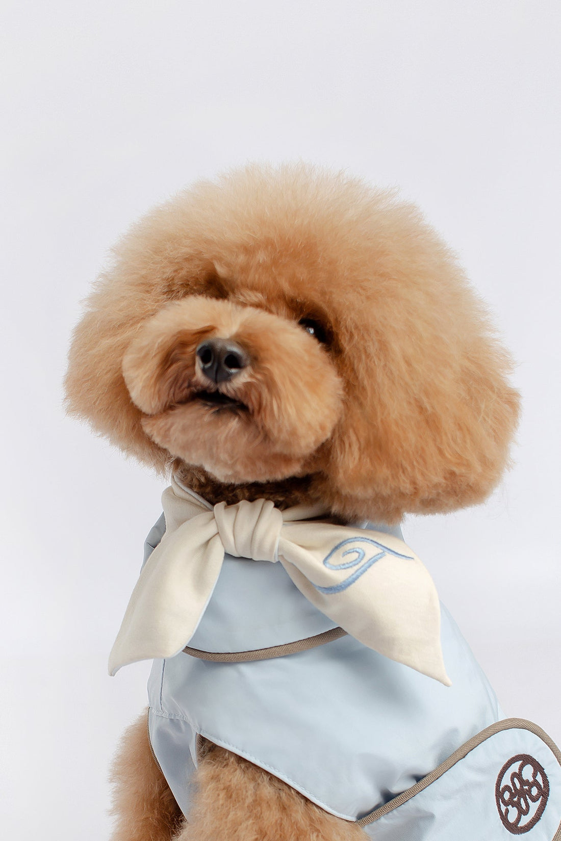 The Poodle Haircut Everyone Is Getting Wrong