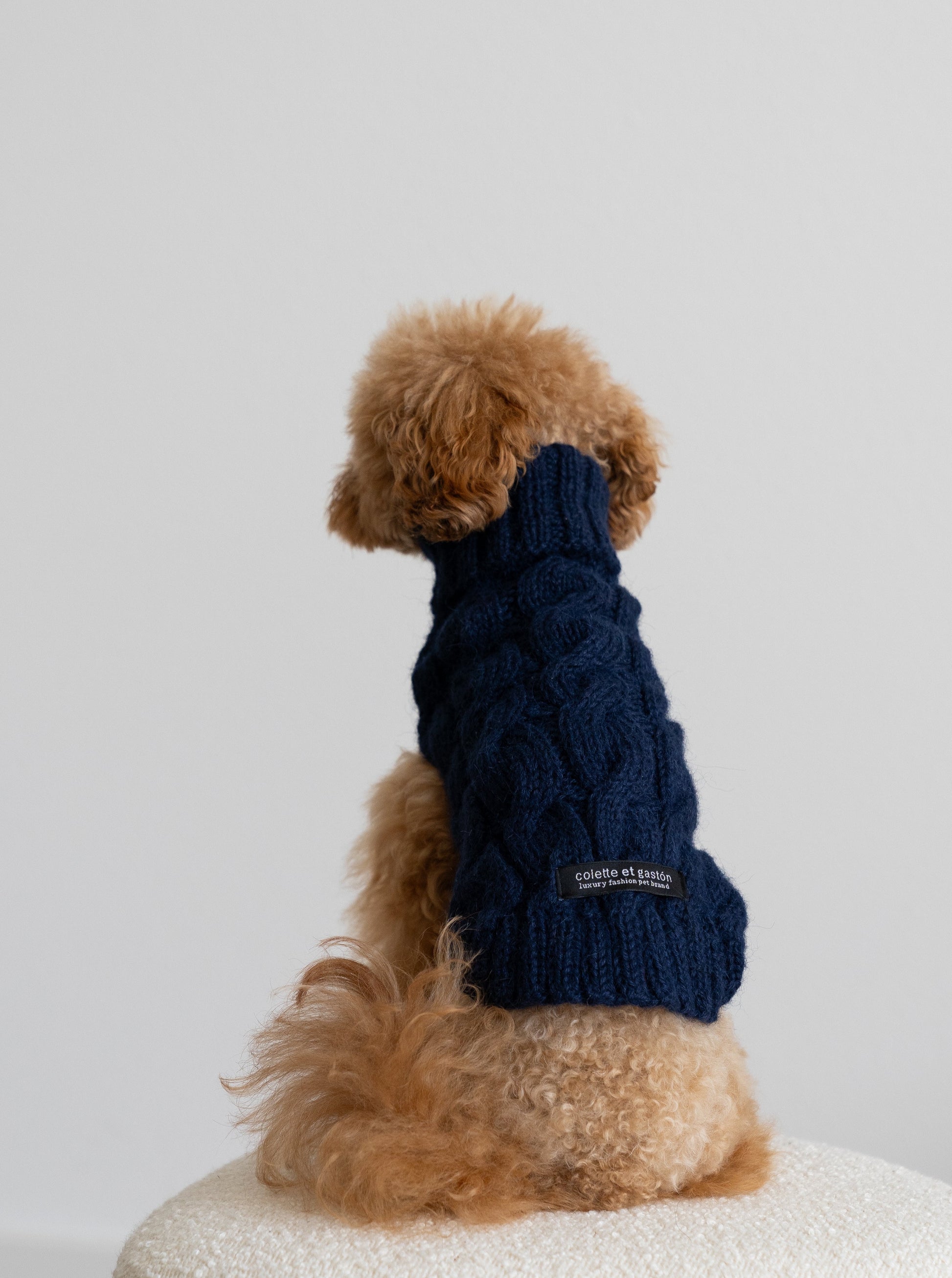 pull-pour-chien