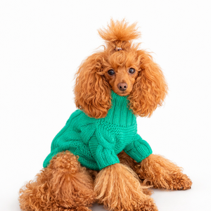 Poodle wearing a green sweater on a white background