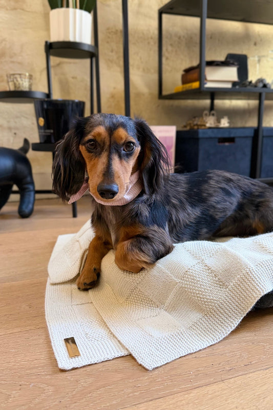 The Baby Alpaca Dog Blanket