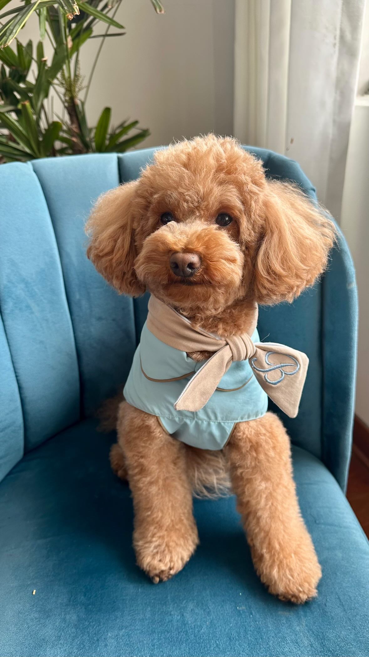Dog raincoat