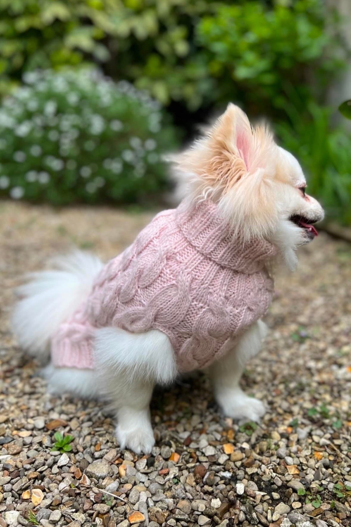Nuance Cotton Dog Sweater