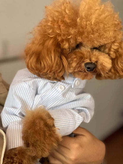 Dog Shirt Slim Fit In Organic Cotton Gots Certified Colette Et Gastón