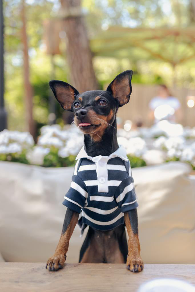 Dog wearing a striped shirt sitting outdoors with blurred background