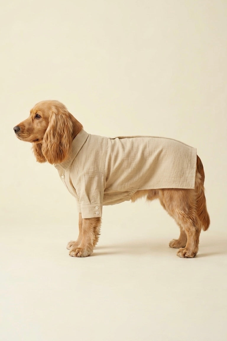 Cocker dog wearing a luxury dog shirt beige on a plain background