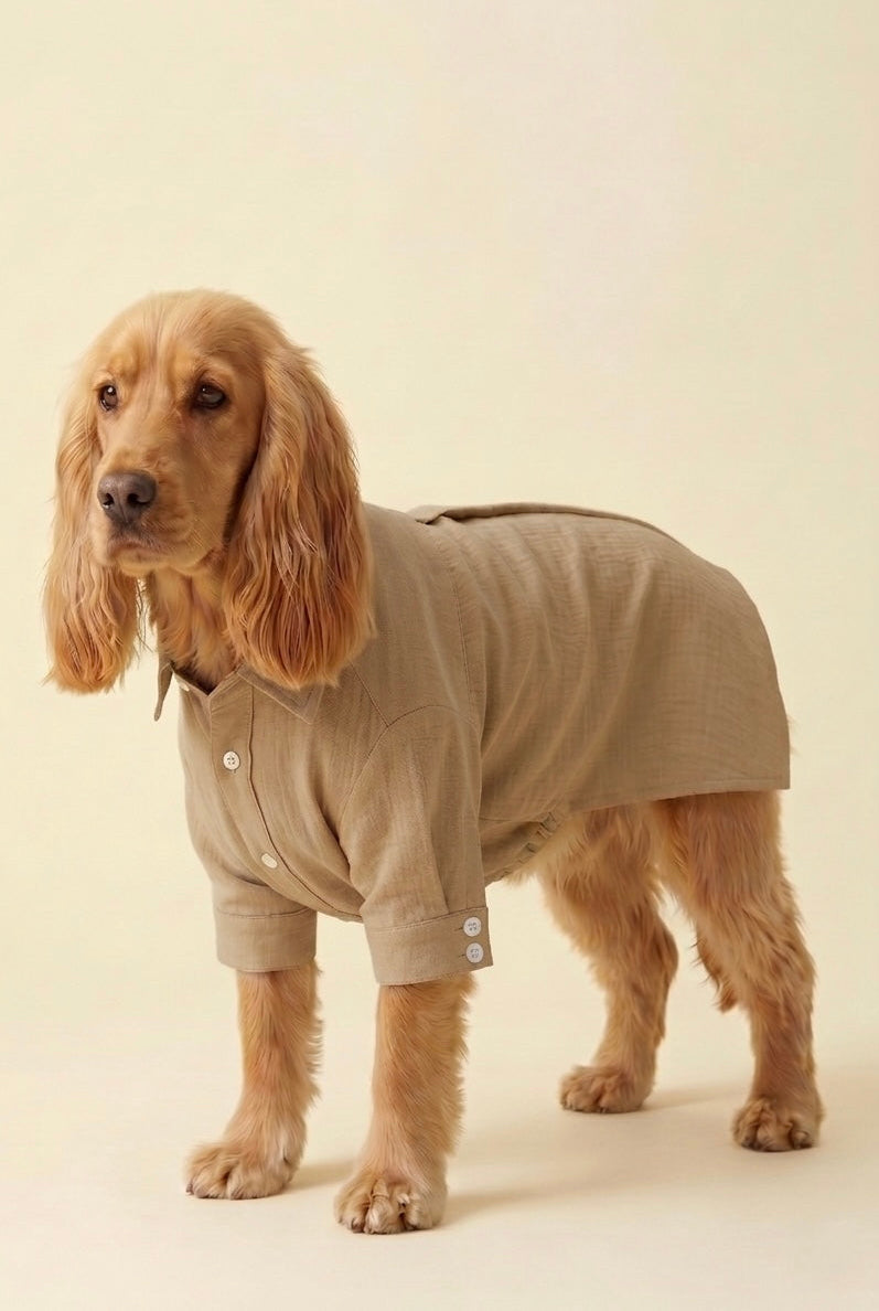 Dog wearing a beige muslin luxury dog shirt on a plain background