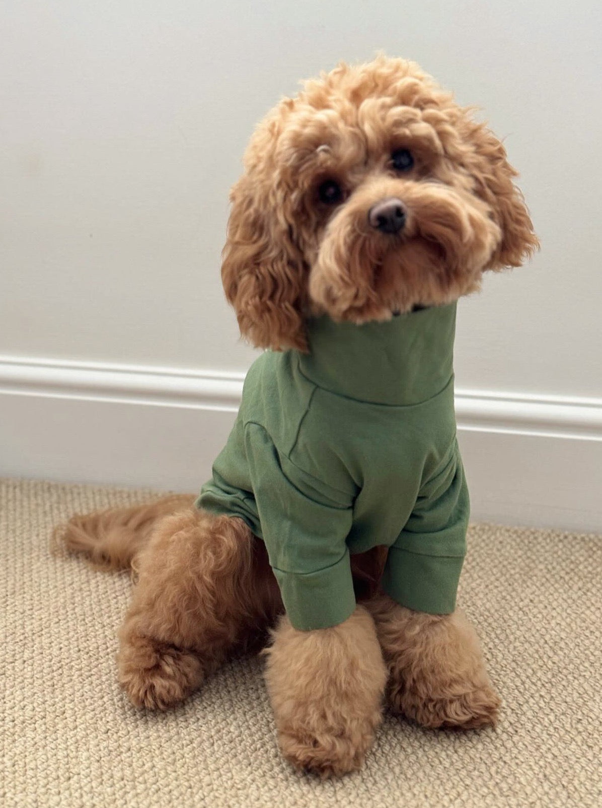 DOG T-SHIRT IN COTTON PIMA ULTRA SOFT Colette et Gastón