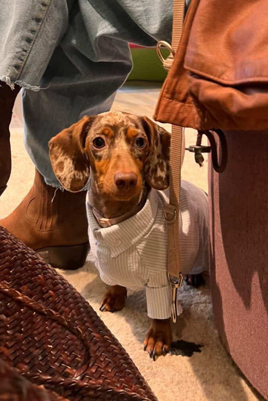 Epuré Dog Striped Shirt Cotton Lightweight