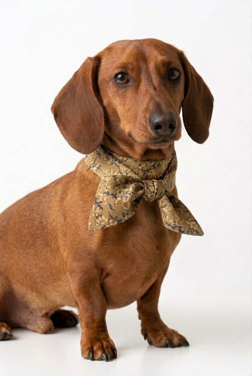 Brown dachshund wearing a patterned bow tie on a white background