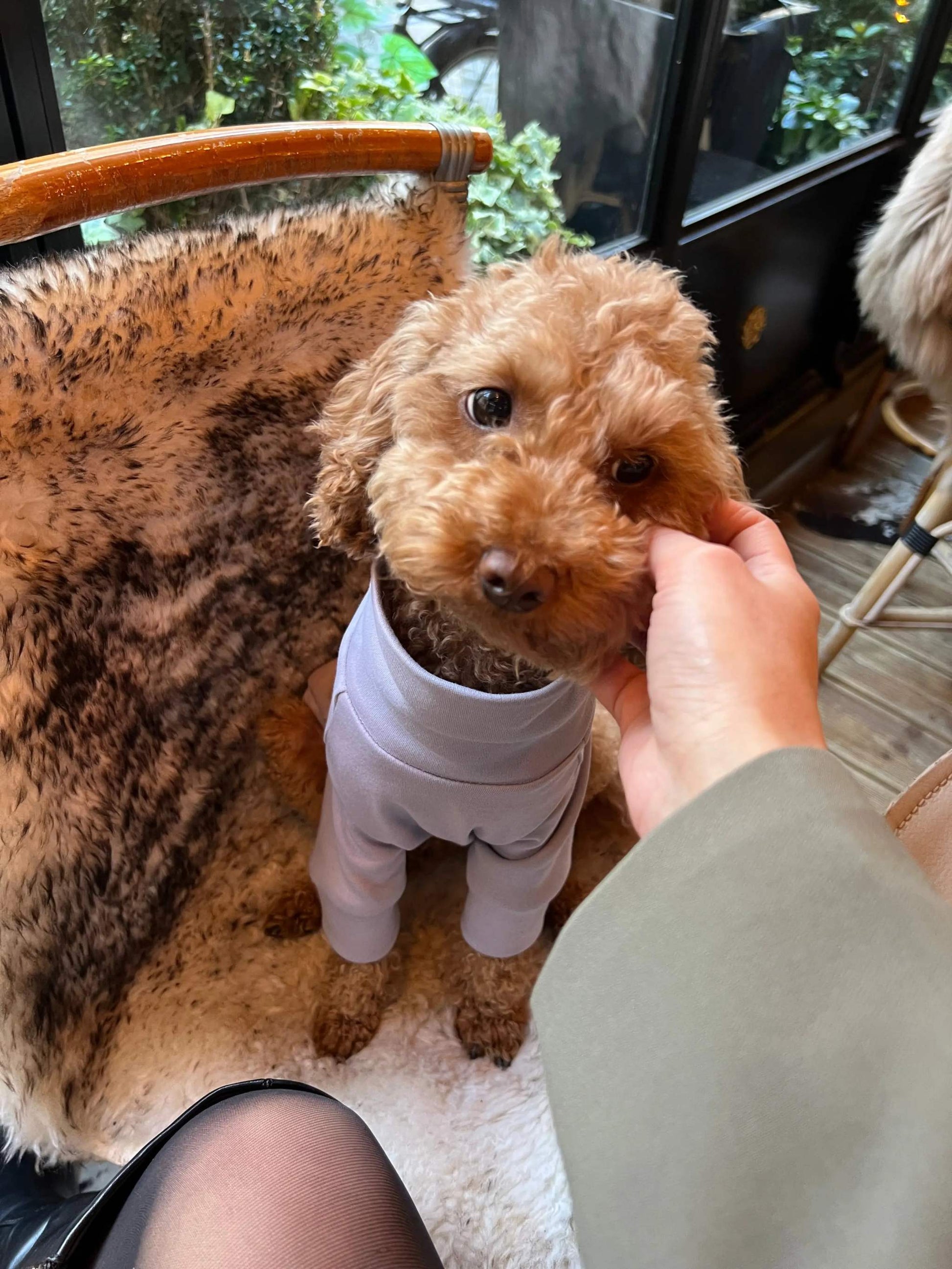 polo de algodón para perros camisetas