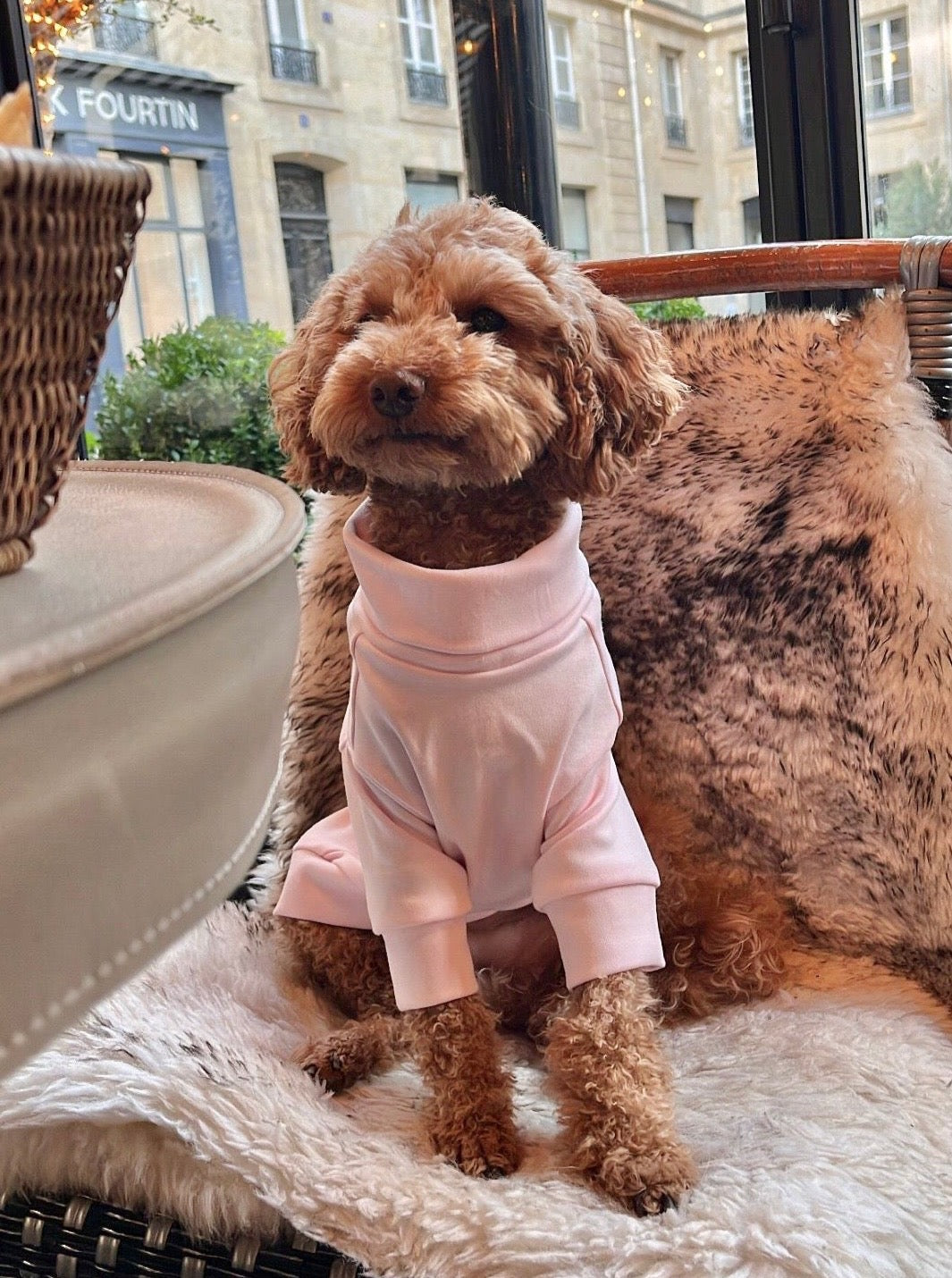 Camiseta algodon perros mascotas madrid