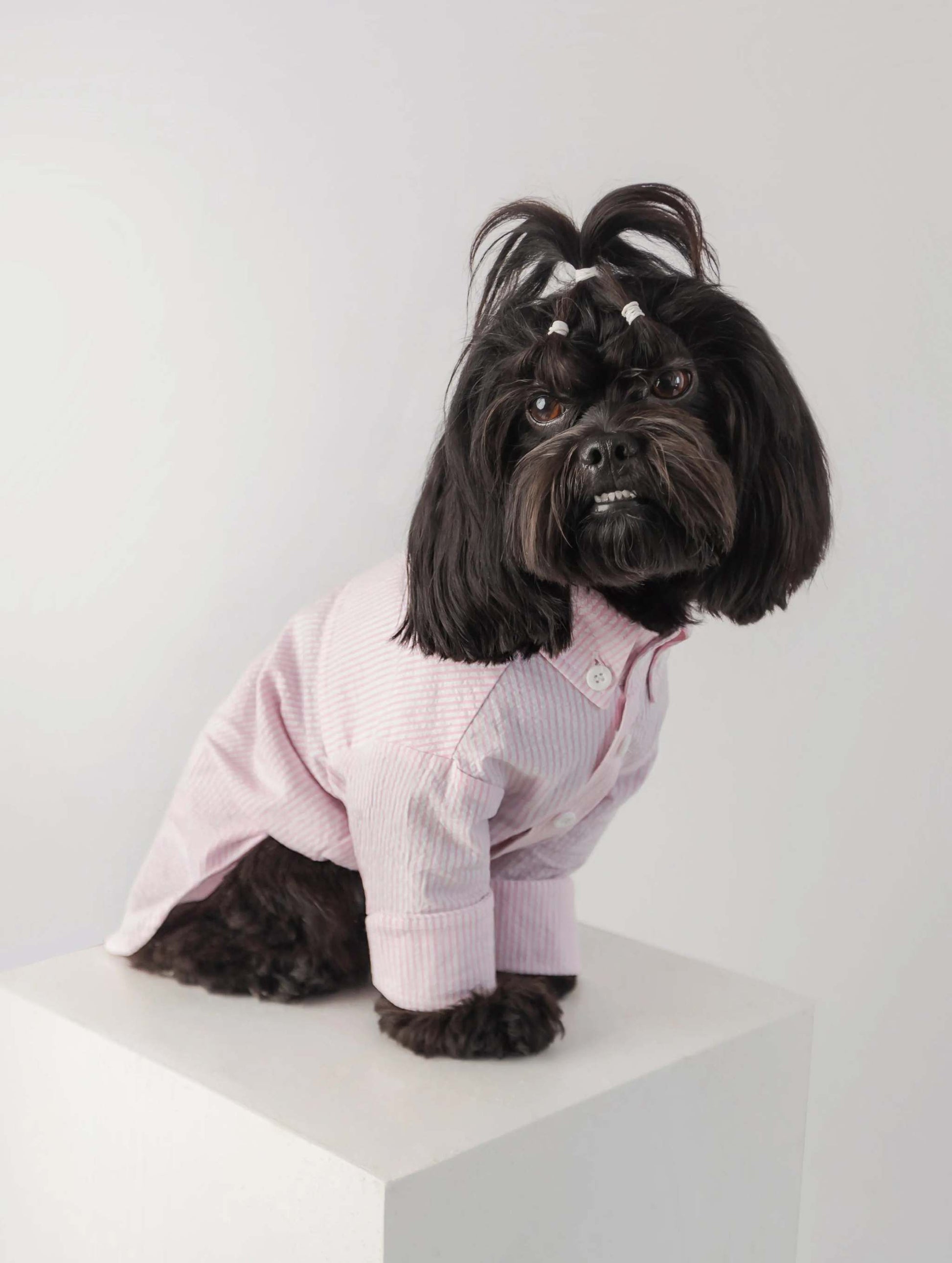 Dog shirt Camisa Perro Chemise Pour Chien Colette et Gastón