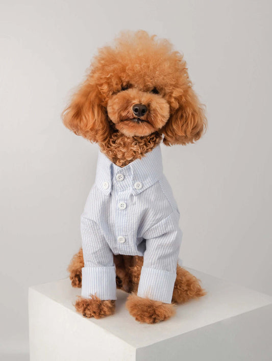 Dog shirt Camisa Perro Chemise Pour Chien Colette et Gastón