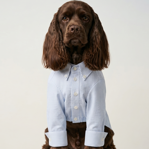 Slim Fit Shirts.
