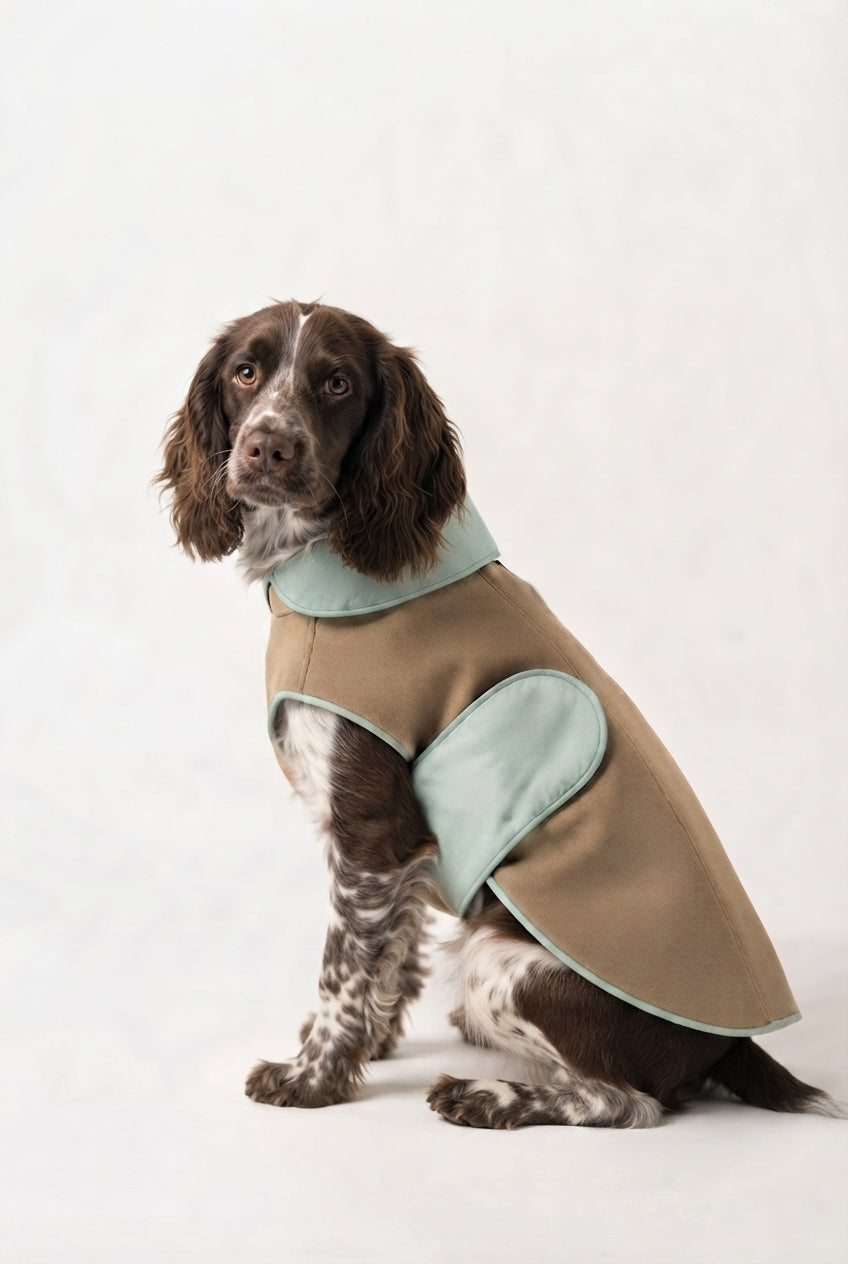 A taupe and white spaniel dog wearing a tan dog coat with light green trim, sitting against a plain white studio background.