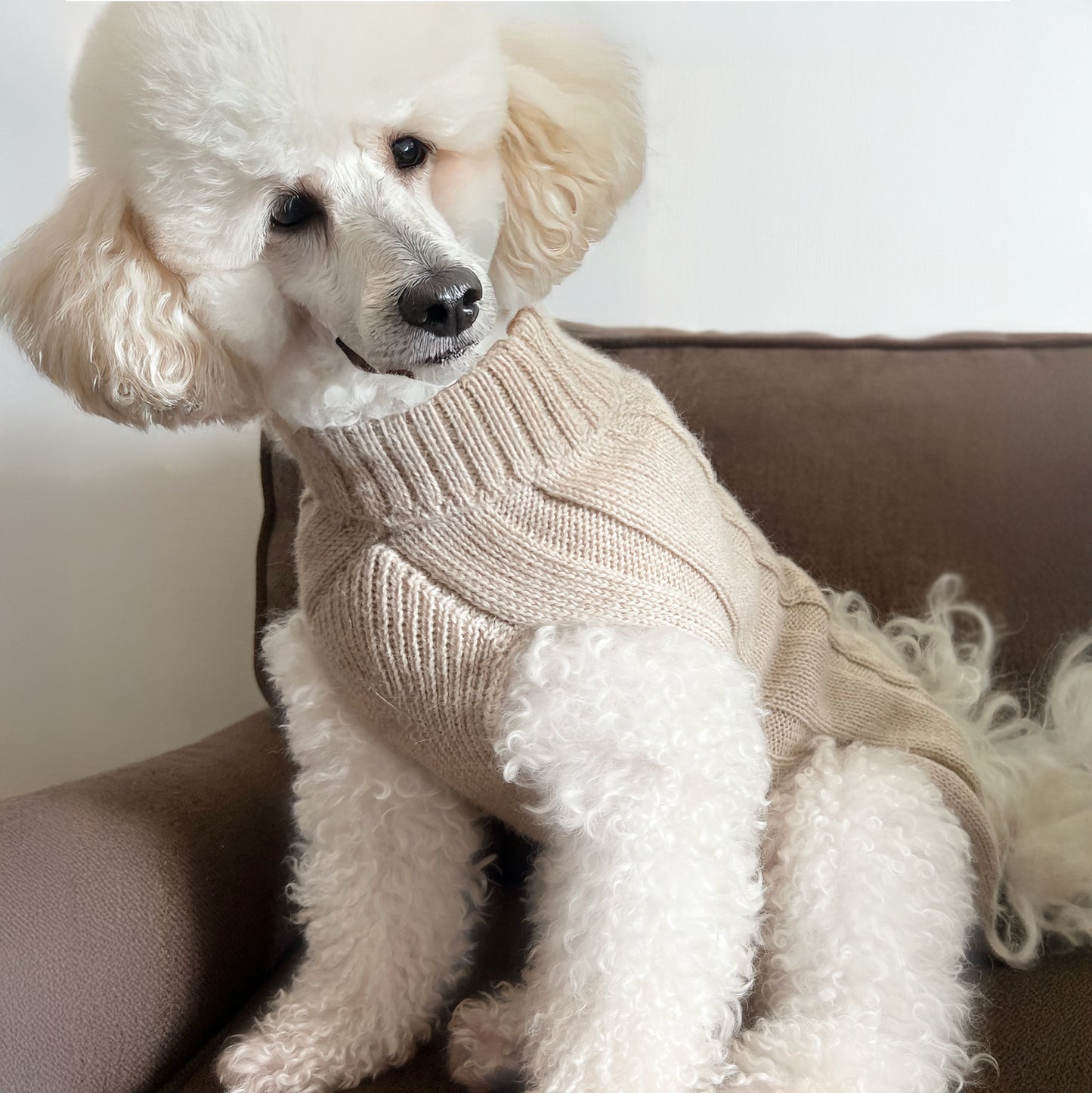 White poodle wearing a beige knitted sweater sitting on a brown couch.
