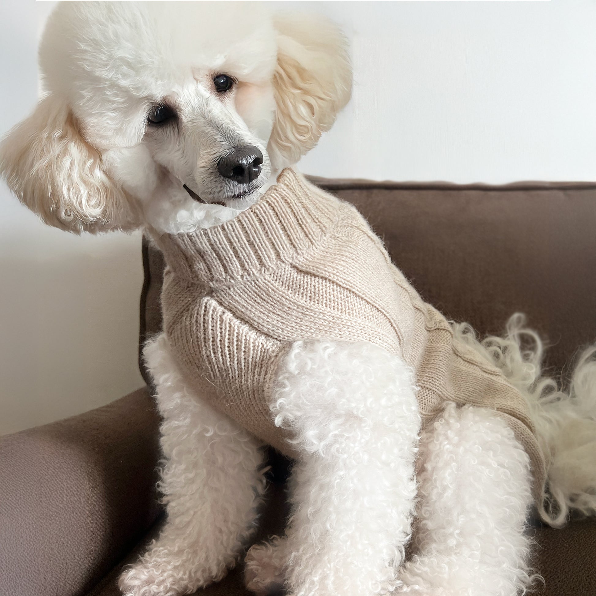 White poodle wearing a beige knitted sweater sitting on a brown couch.