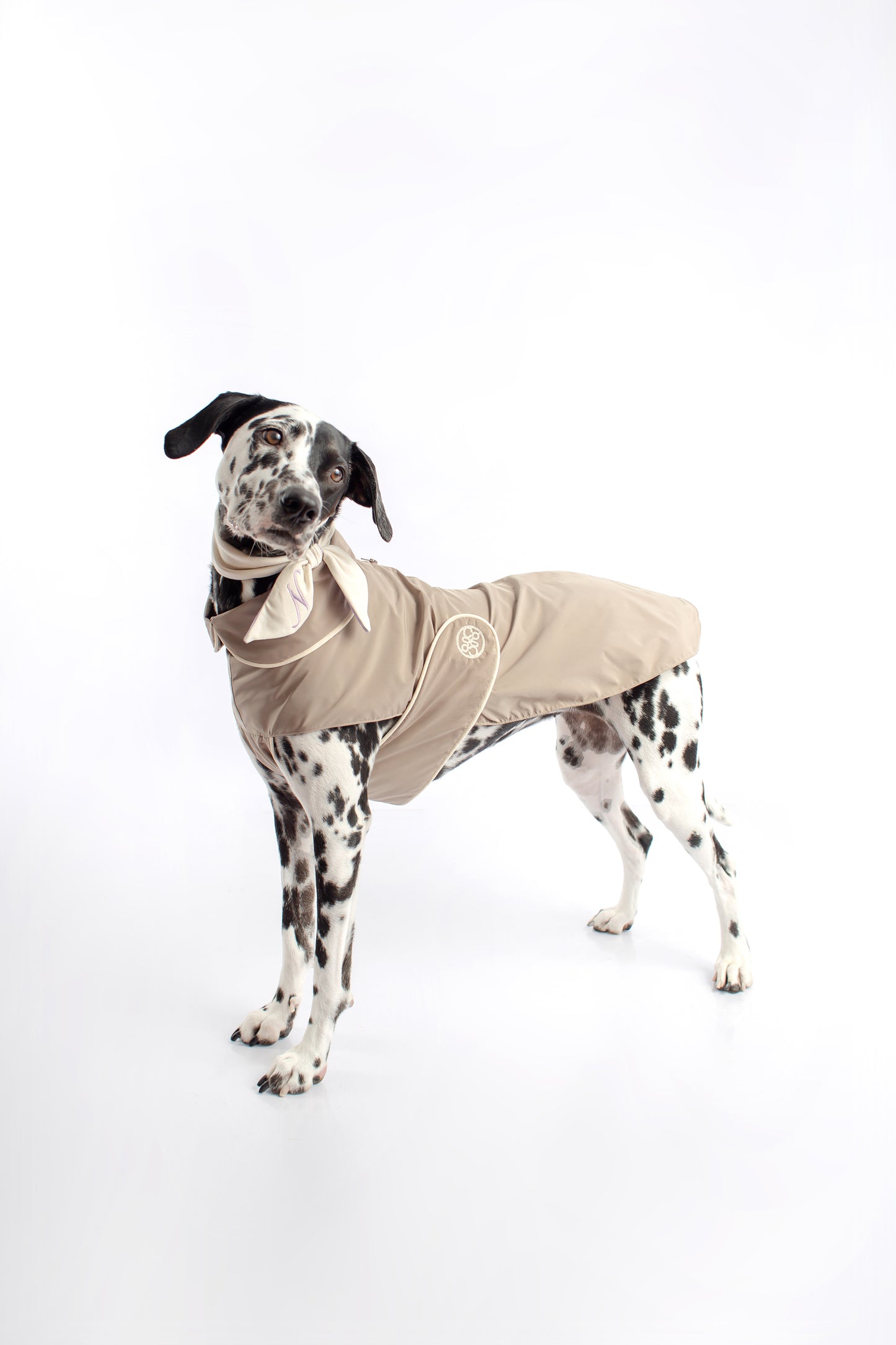 dog raincoat
