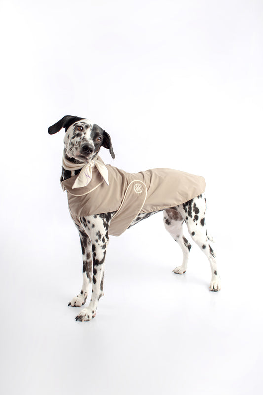 dog raincoat