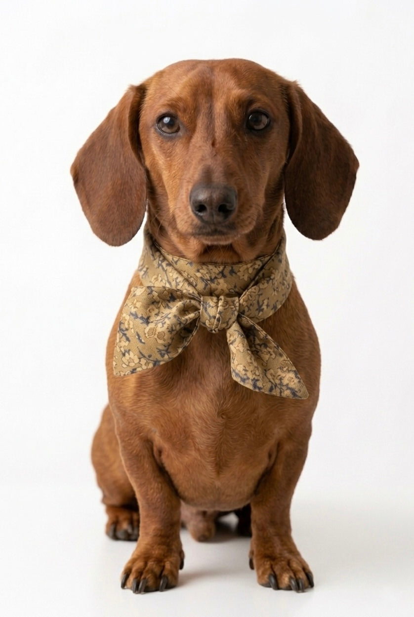 Brown dachshund wearing a patterned dog foulard on a white background