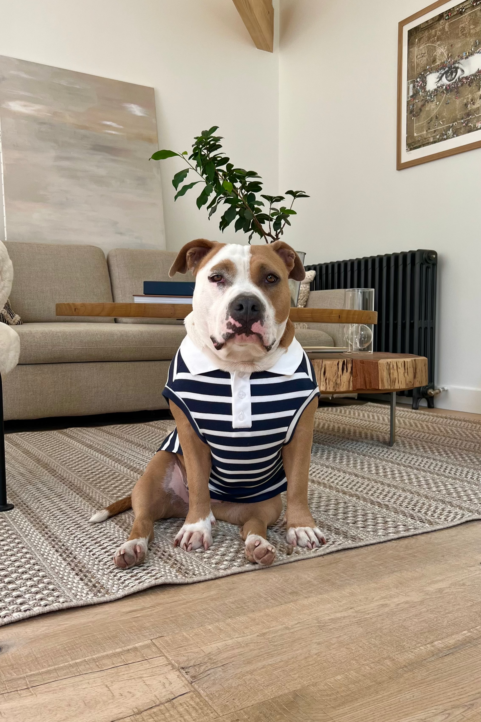 Dog wearing a striped shirt sitting on a rug in a living room.