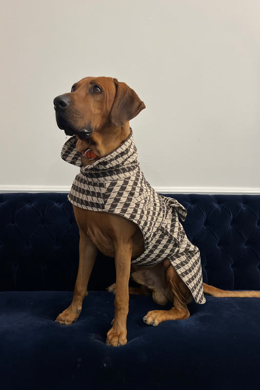 Dog wearing a checkered sweater sitting on a blue couch.