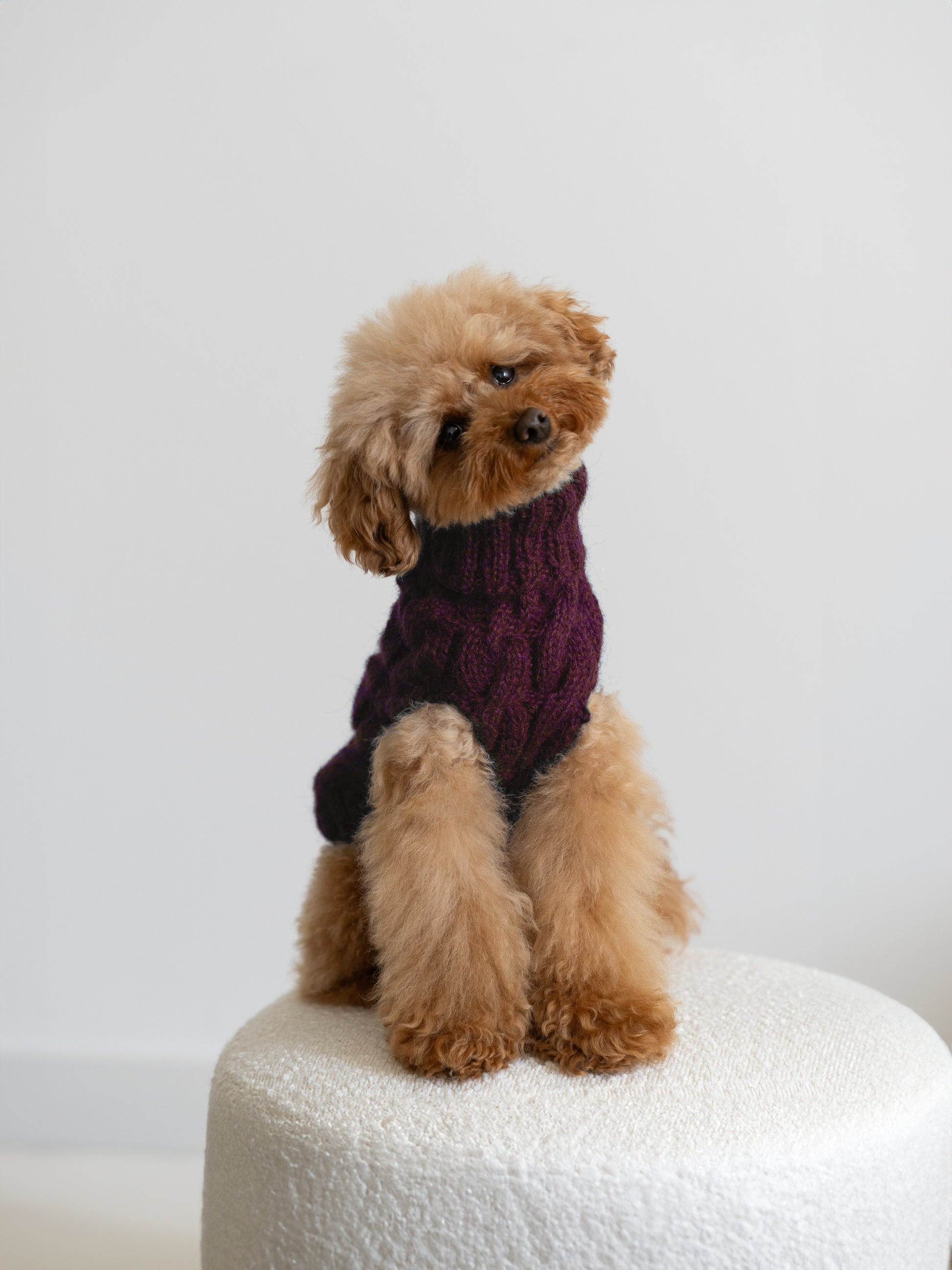 DOG SWEATER BEST SELLER HANDMADE IN PREMIUM ALPACA Colette et Gastón