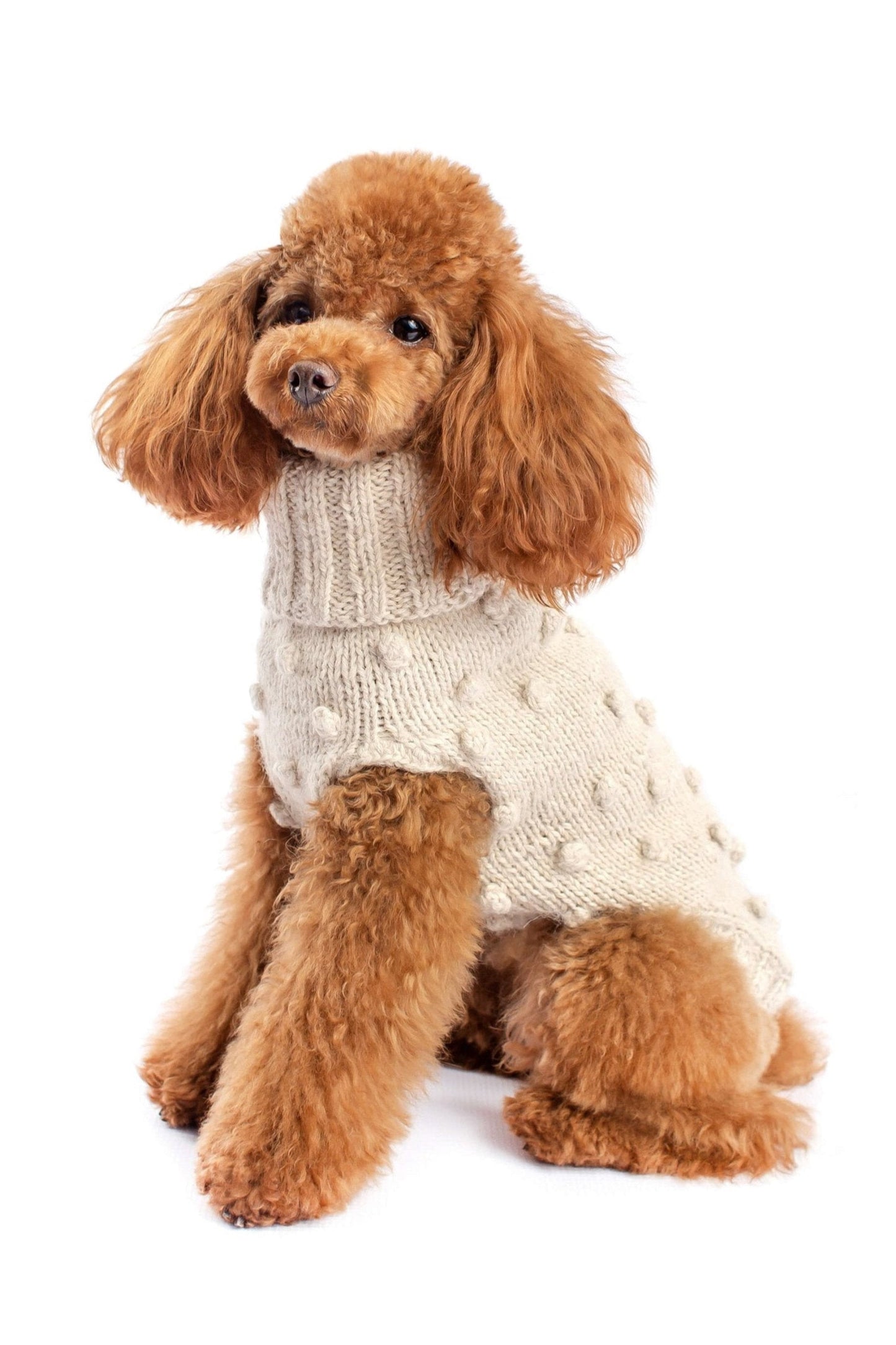 A small dog wearing a gray knitted sweater with a dot pattern.