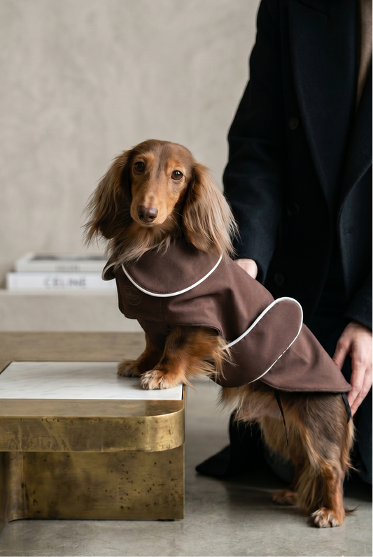 Small dog wearing a brown outfit standing on a table with a person in the background.