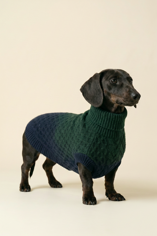 Teckel wearing a green knitted sweater on a beige background