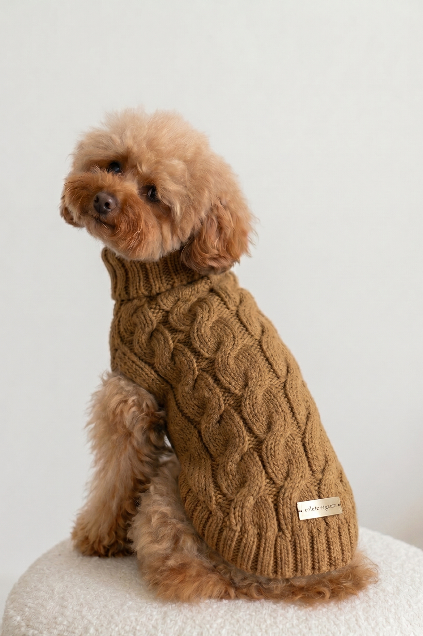 Dog wearing a brown knitted sweater on a white background